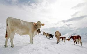 Sardegna: in ginocchio le aziende agricole ed agropastorali Chiesto iter per il riconoscimento dello stato di calamita’ naturale