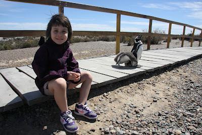 Puerto Madryn paradiso dei pinguini, balene ed elefanti marini