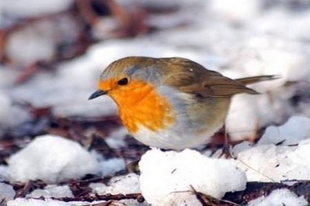 Pettirosso Neve Idee San Valentino, tenerezza e un gesto d’amore