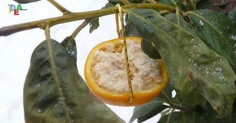 UN PICCOLO GESTO D’AMORE, PER SFAMARE GLI UCCELLINI