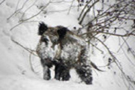 cinghiale nella neve Abruzzo, cinghiale si scaglia contro auto! VIDEO