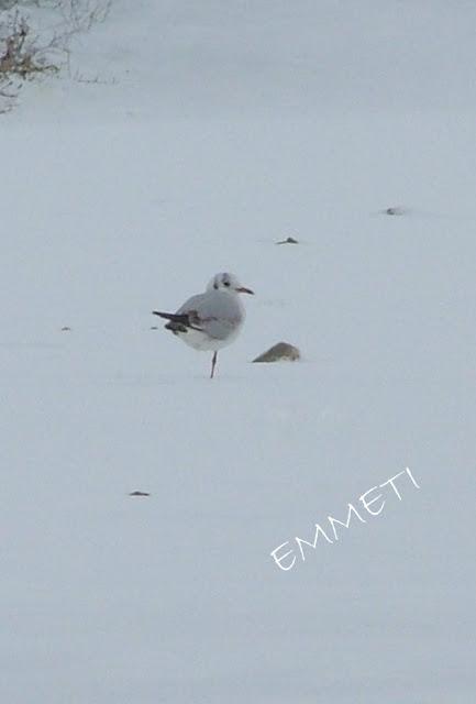 ♥ IL MARE E LA NEVE ♥