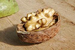 LE NOCI, IL CANCRO ALLA PROSTATA E LA DOTTRINA DELLA SEGNATURA...