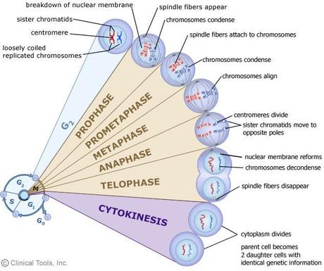 Nascita di nuove cellule: la mitosi