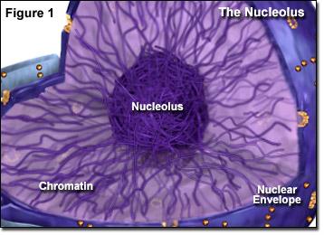 Nascita di nuove cellule: la mitosi