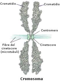 Nascita di nuove cellule: la mitosi