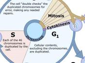 Nascita nuove cellule: mitosi