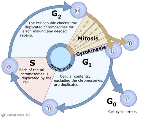 Nascita di nuove cellule: la mitosi