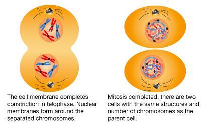 Nascita di nuove cellule: la mitosi