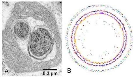 Una nuova luce sulla nascita della cellula eucariotica