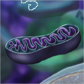 Una nuova luce sulla nascita della cellula eucariotica