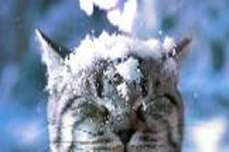 gatto neve “gatto delle nevi”, per la padroncina, affronta neve alta! VIDEO 