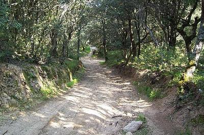 CORRENDO A SA 'E SOS FRORES