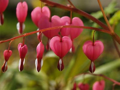 Se lo dici con un fiore non sarai travisato. E non prenderai travi in faccia. E San Valentino non c'entra, giuro. Oroscopo.