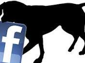 News Vegan Animaliste Facebook