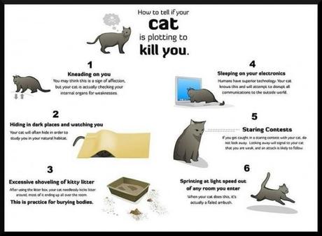 Come capire se il tuo gatto sta pianificando di ucciderti