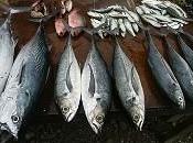 Pesca incontrollata: tonni sgombri rischio estinzione