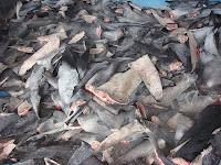 Petizione per evitare lo shark finning in Europa