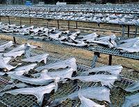 Petizione per evitare lo shark finning in Europa