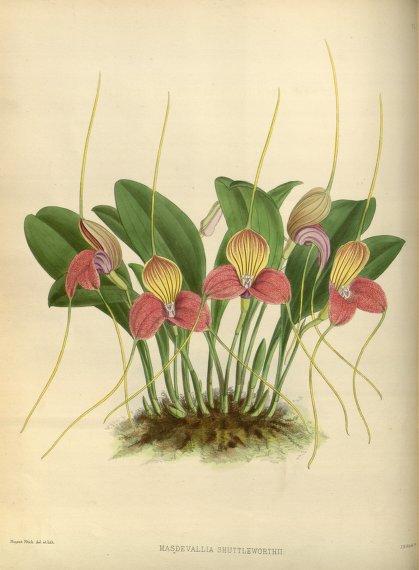 Botanicus Digital Library