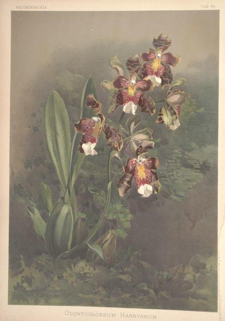 Botanicus Digital Library