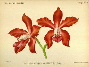 Botanicus Digital Library