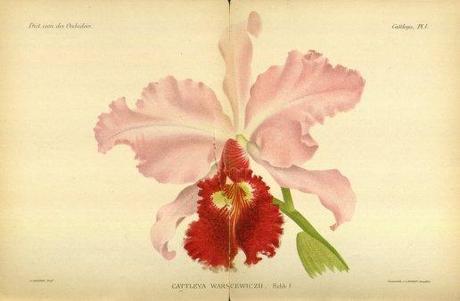 Botanicus Digital Library