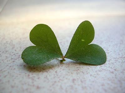 Un verde San Valentino a tutti!