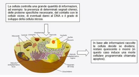 Controllo del ciclo cellulare: complessi ciclina-Cdk