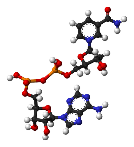 Controllo del ciclo cellulare: complessi ciclina-Cdk