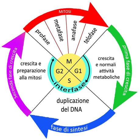 Controllo del ciclo cellulare: complessi ciclina-Cdk