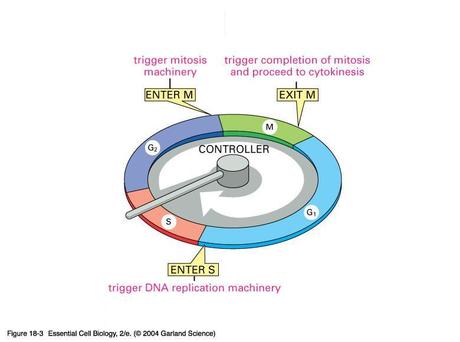 Controllo del ciclo cellulare: complessi ciclina-Cdk