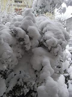 Neve neve basta neveeeeeeee!!!!!!!!