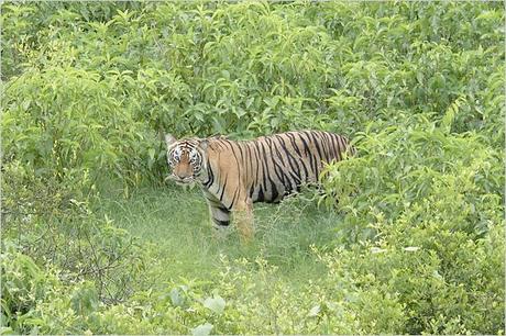 India: traferito un intero villaggio del Rajasthan per proteggere le tigri