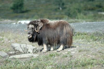 Bue muschiato, le misure protettive hanno permesso di salvare la specie.