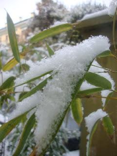 CRISANTEMI SOTTO LA NEVE