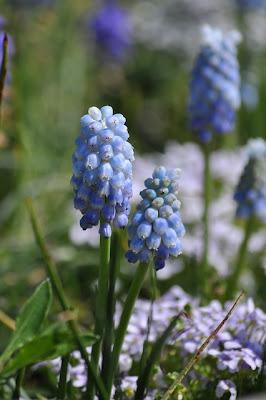 MUSCARI DALLE SORPRENDENTI TONALITA'