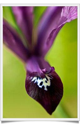 Le Iris Reticulate, Gioielli d'Inverno