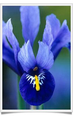 Le Iris Reticulate, Gioielli d'Inverno