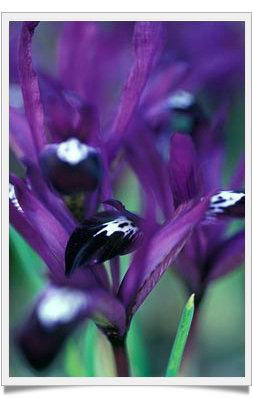 Le Iris Reticulate, Gioielli d'Inverno