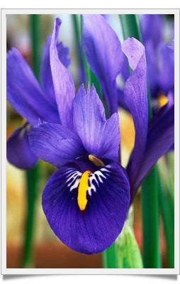 Le Iris Reticulate, Gioielli d'Inverno