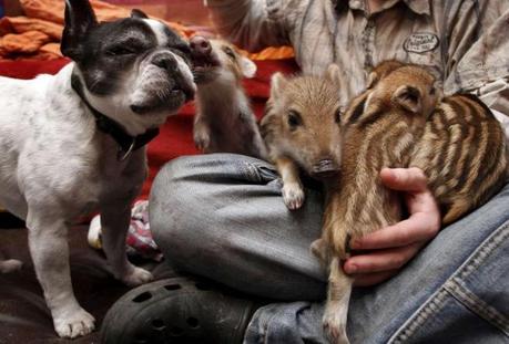 baby germania cagna dulldog adotta cinghialini