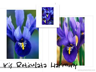 Iris Reticulate e Iris Unguicularis, Parte Prima