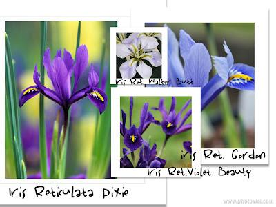 Iris Reticulate e Iris Unguicularis, Parte Prima
