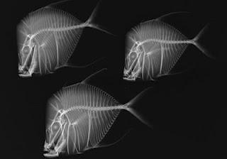 Trasparenze animali