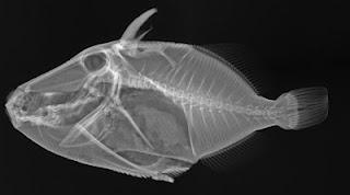 Trasparenze animali
