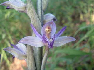 Limodorum abortivum - orchidea terrestre selvatica