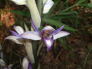 Limodorum abortivum - orchidea terrestre selvatica