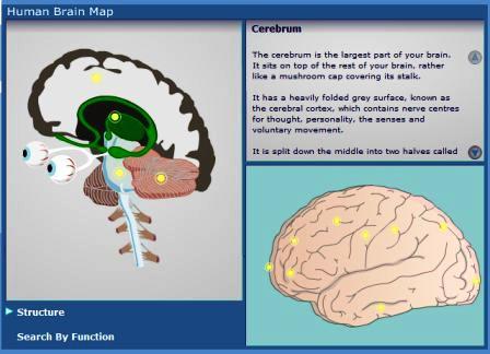 Mappa Interattiva Del Cervello Umano