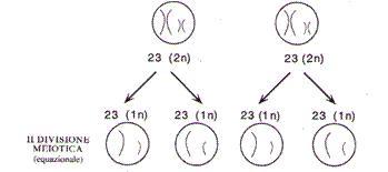 La meiosi e la formazione dei gameti